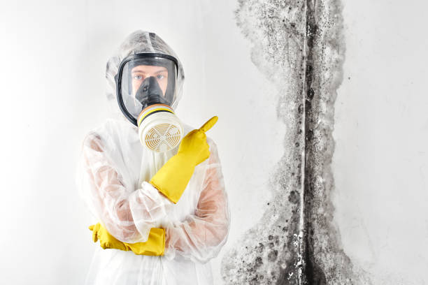 Why You Should Choose Our Mold Remediation Services in Mosheim, TN